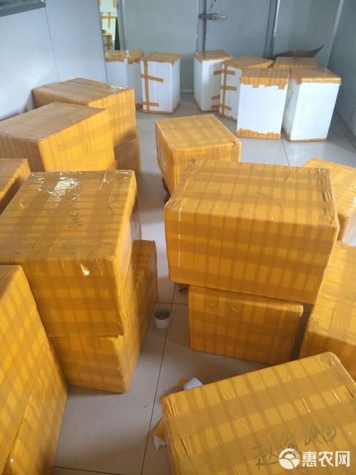 冷冻预包装鸭肠 低温存储、包装方式与品种名规范全解析